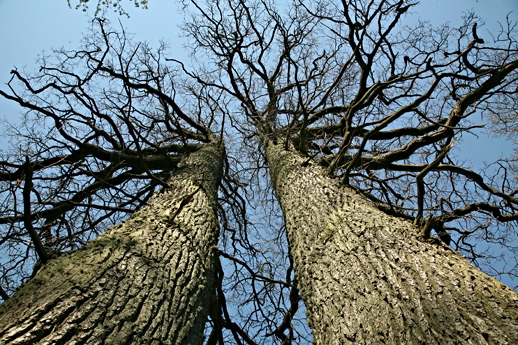 Broliai ąžuolai
